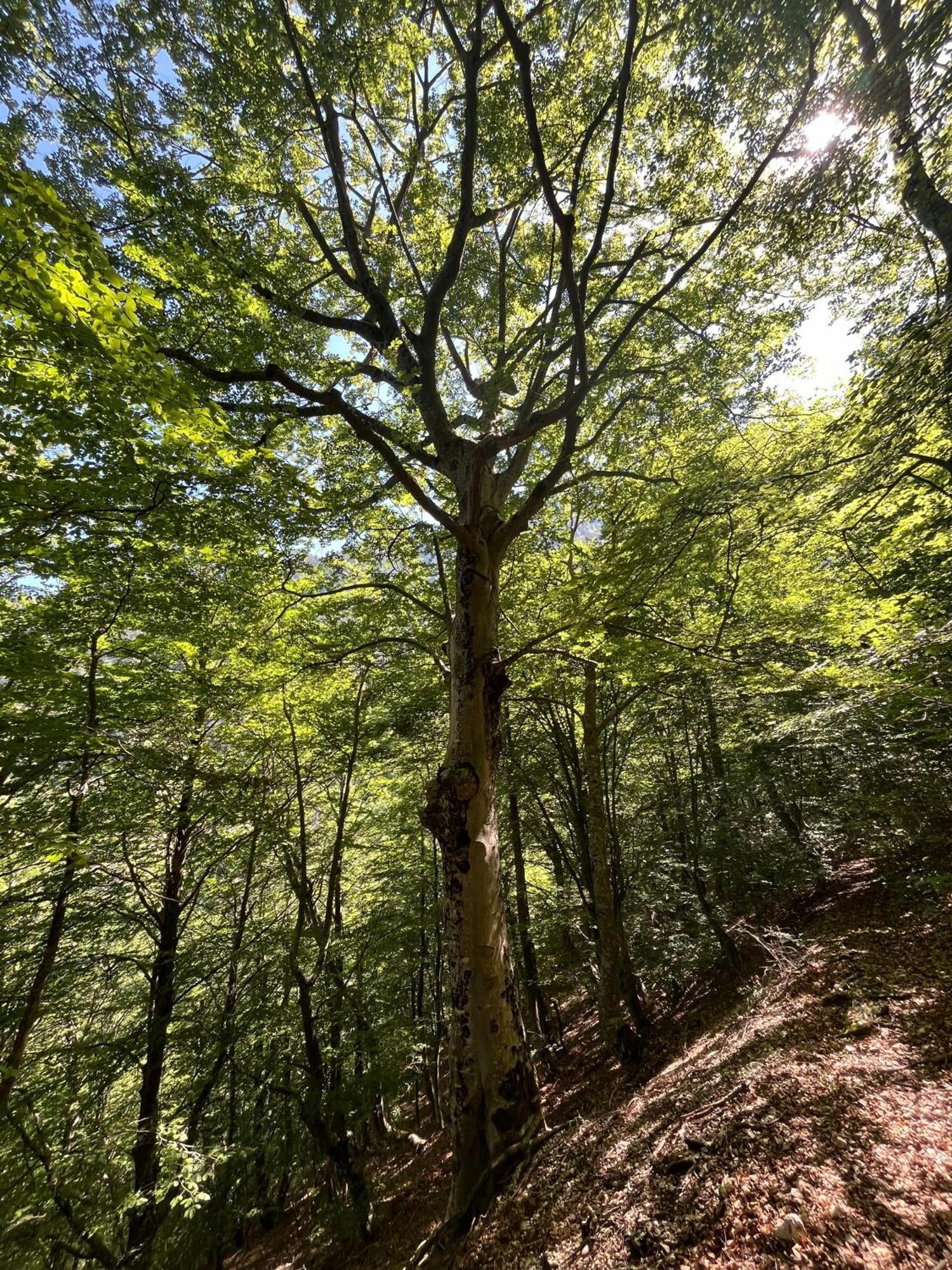 Hotel Bujtina Kapinova Berat Esterno foto